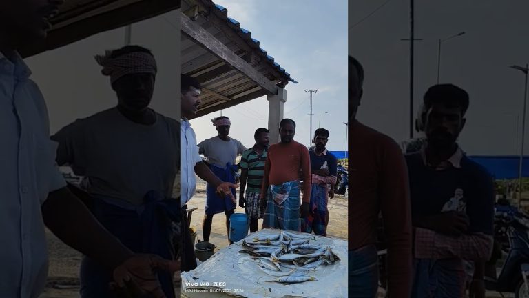 சிலா மீன் ஏலம் 🐟🐟🐟🦈🦈🦈🦈🦈 #seafood #food #crabgrass #fish #fishing #seafoodprep #seafoodrecipes