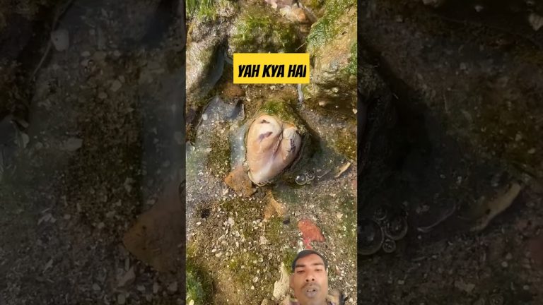 Moti #fishing #food #plantsofindia #seafood #cooking #bestdragonfruit #fish #seafoodrecipes #eating