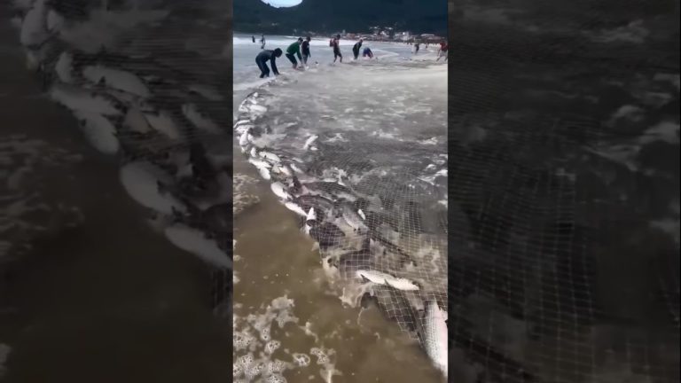 fish video kekirawa #love #bus #fishing #rivercrab #seafood #fish #nature #seafoodrecipes #mountains