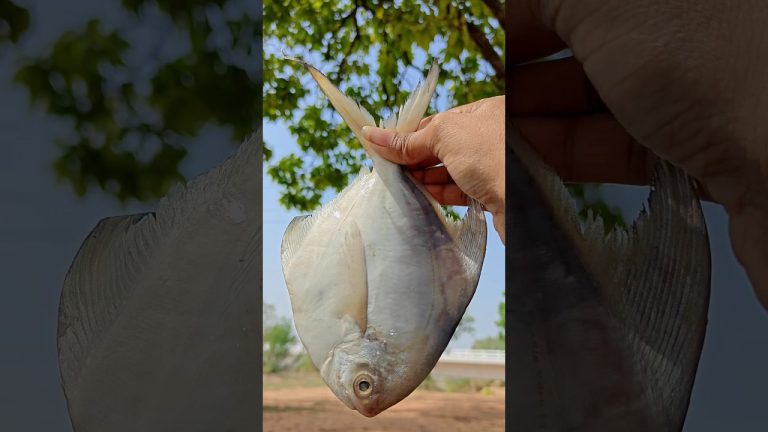 Sliver Pomfret Fish (Pamphlet) Fry 🐠🥰#shortsviral #odisha #shorts #pomfretrecipe