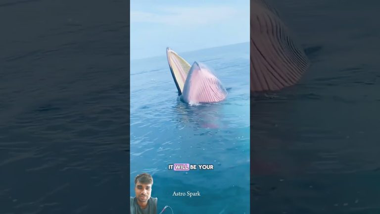 #whale #wildlife #nature #shark #fishing #sushilife #seafood #divng #fish #seafoodrecipes