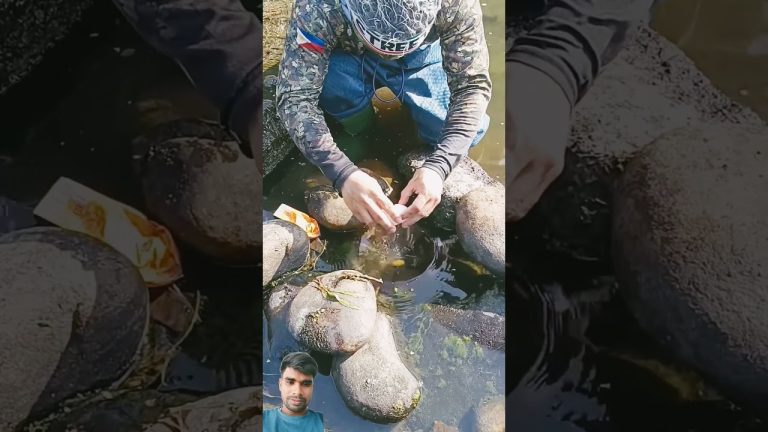 #fishing #carpfishing #carp #sushilife #seafood #divng #fish #seafoodrecipes #dance #seafoods