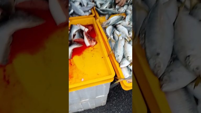 #fishingaddict #fishing #seafoodprep #seafood #aquariumfishmarket #fish #seafoodrecipes #food