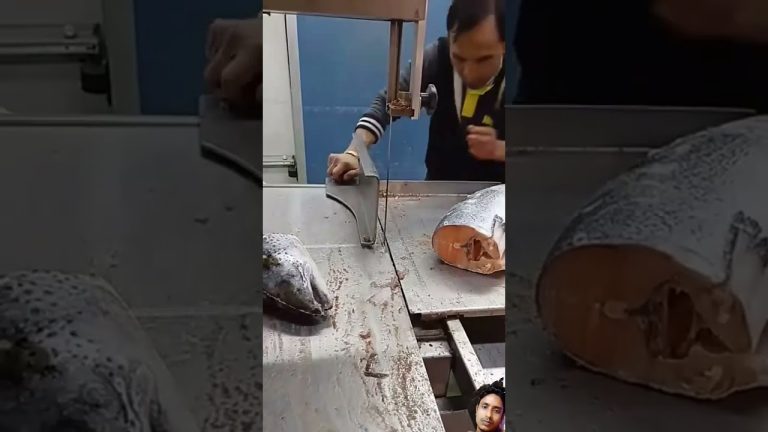 #fish #seafood #fishing #fishcutting #finwhale #seafoodrecipes #cat #fillet #funny #fishcooking