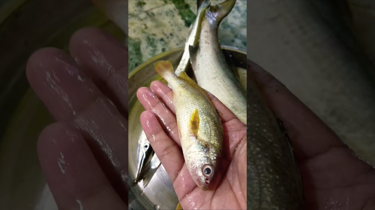 Kokanatil ताजा म्हावरा 🐠#fish #music #koli#kokan #shorts #recipe #seafood #marathi #shorts #food