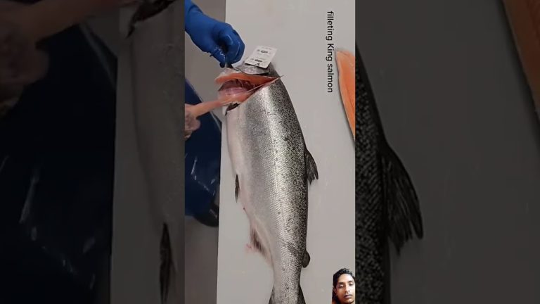 #fillet #fishing #seafoodprep #fish #seafood #funny #finwhale #seafoodrecipes #cat #fishrecipes