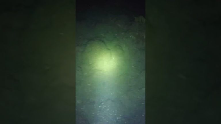 NIGHT DIVE / PARROT FISH #fishing #divng #seafood #nightdive #rivercrab #fish #seafoodrecipes