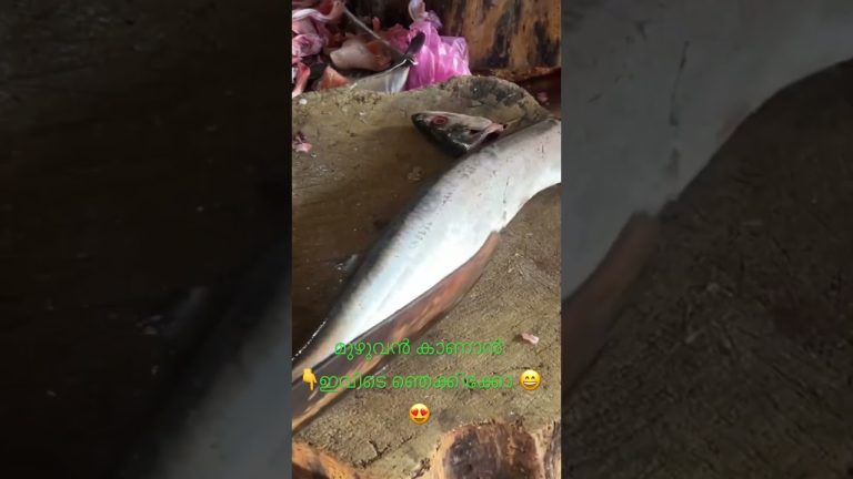 മുഴുവൻ കാണണേ 😍😊 #seafood #fishing #fish #food #seafoodrecipes #ktnifishcentre #fishcutting #trend