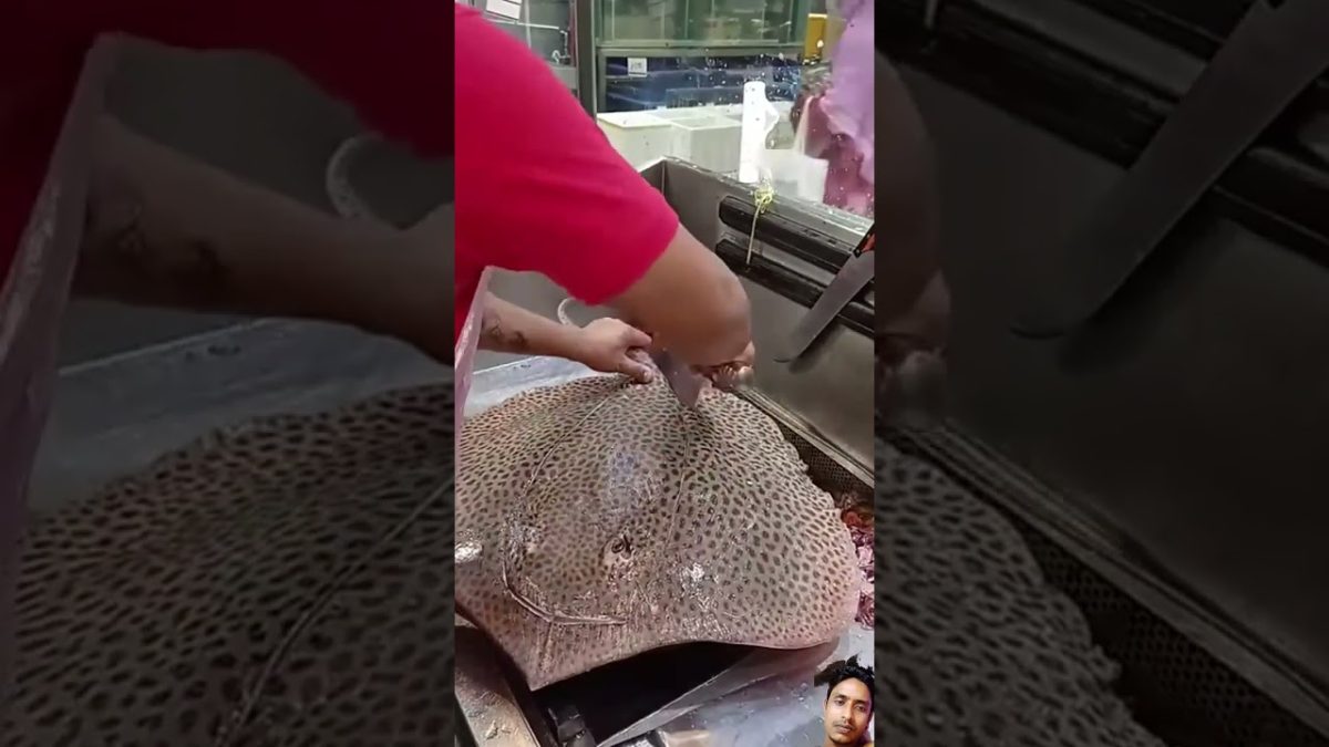 #fish #fishcutting #fishing #food #seafood #finwhale #seafoodrecipes #cat #fillet #funny