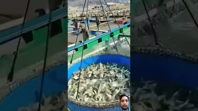 #fishing #البخل #fish #food #seafood #cooking #fillet #seafoodrecipes #cute #finwhale