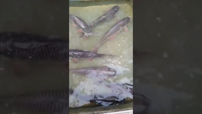 #fishing #fish #food #recipe #cooking #foodie #foodie #indianfood #recipe