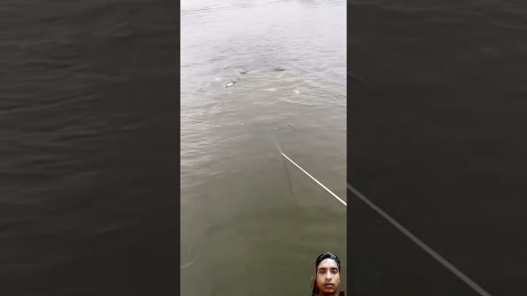 #cat #fishing #finwhale #seafoodrecipes #fish #fillet #fishrecipes #fishcutting #fishfillet #food