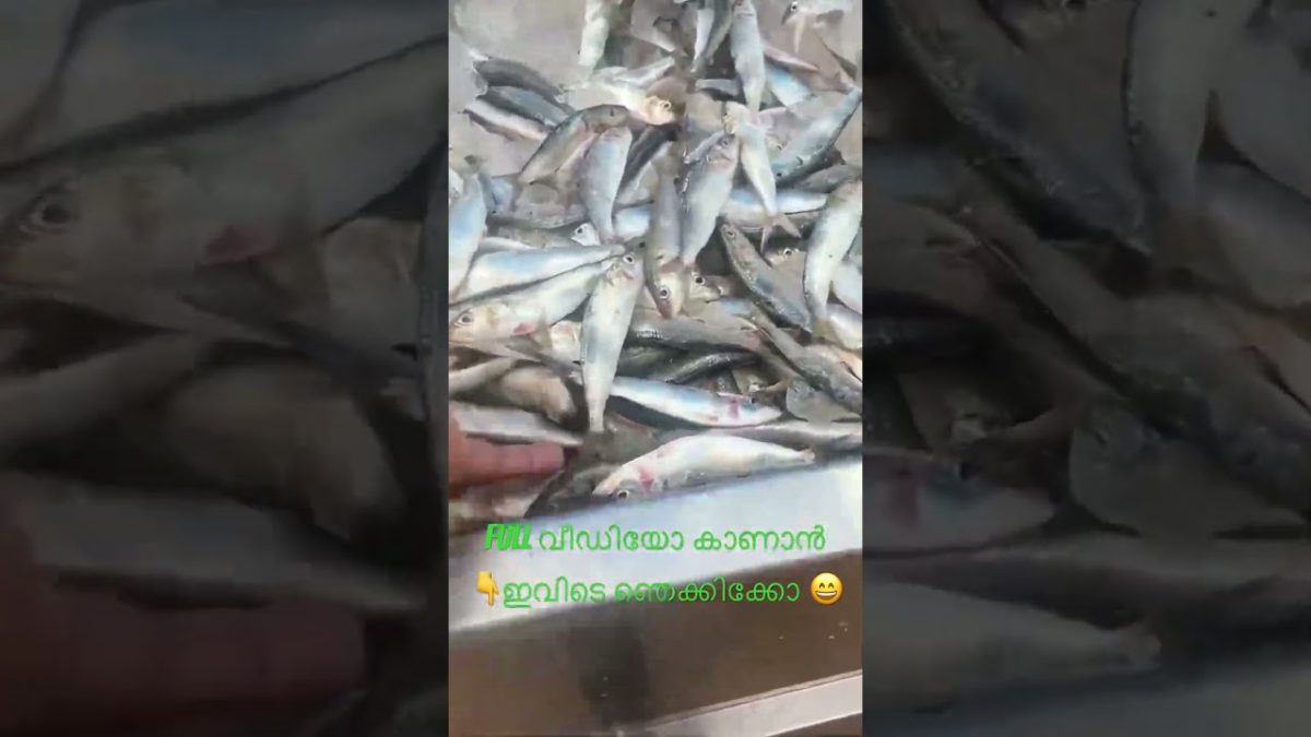 #seafood #fishing #fish #food #seafoodrecipes #ktnifishcentre #fishcutting #trending #song