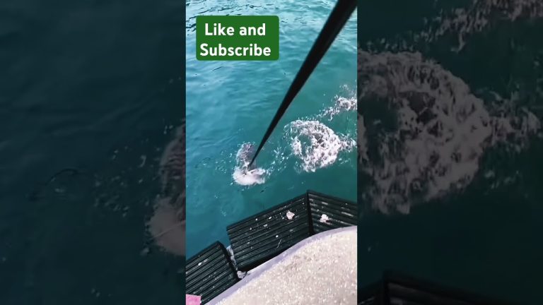 live fishing #fish #fishing #carpfishing #seafood #handfish #nature #seafoodrecipes #comedydance