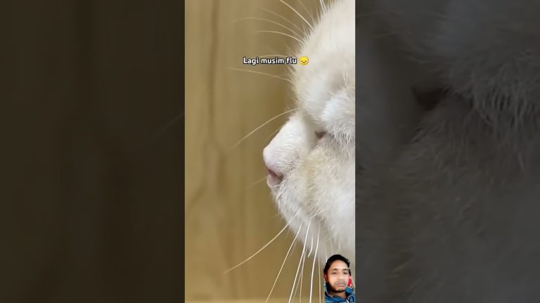 #cat #cute #kucing #kucinglucu #obatkucing #animals #cutecat #fishing #fillet #seafoodrecipes