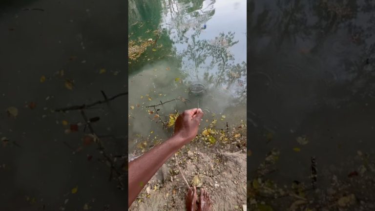 #fishing #seafood #survivalskills #primitiveplus #fish #rivercrab #usa #fish #nature #seafoodrecipes