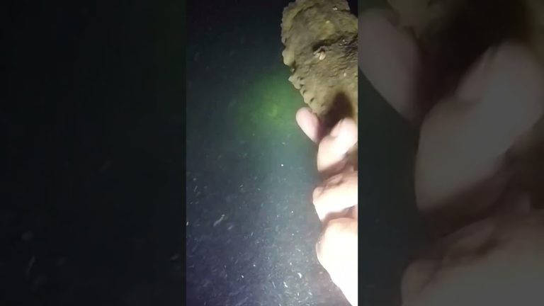 NIGHT DIVE / SEACUCUMBER /BAT BEROY #nightdive #fishing #divng #seafood #fish #seafoodrecipes