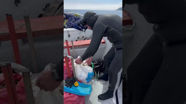 Underwater animals🇨🇱 #food #seafood #fishing #fish #surdechil #seafoodrecipes