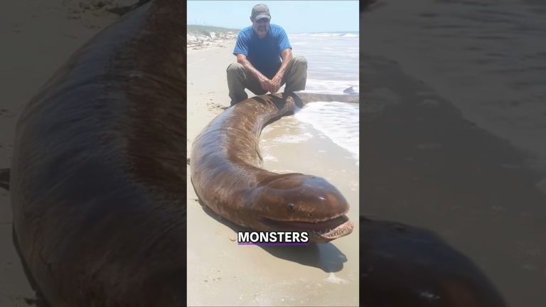 #fishing #fish #carp #viralvideo #birdfish #seafood #birdsong #wildliferescue #seafoodrecipes #lion