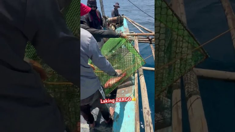 #fishing #seafood #catch #fishboat #fish #boat #seafoodrecipes #beach