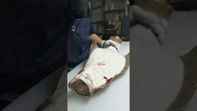 Halibut 🐠 Preparations for Sashimi #recipe #fishing #seafoodprep #seafood #halibut #food #butcher