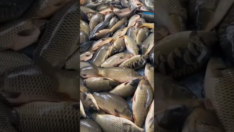 fish video kekirawa #song #love #fishing #rivercrab #seafood #fish #bus #seafoodrecipes #nature #mo