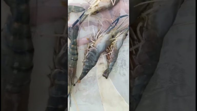 #facts #fillet #seafood #sunfish #motivation #seafoodrecipes #education #fish #upsc #fishrecipes