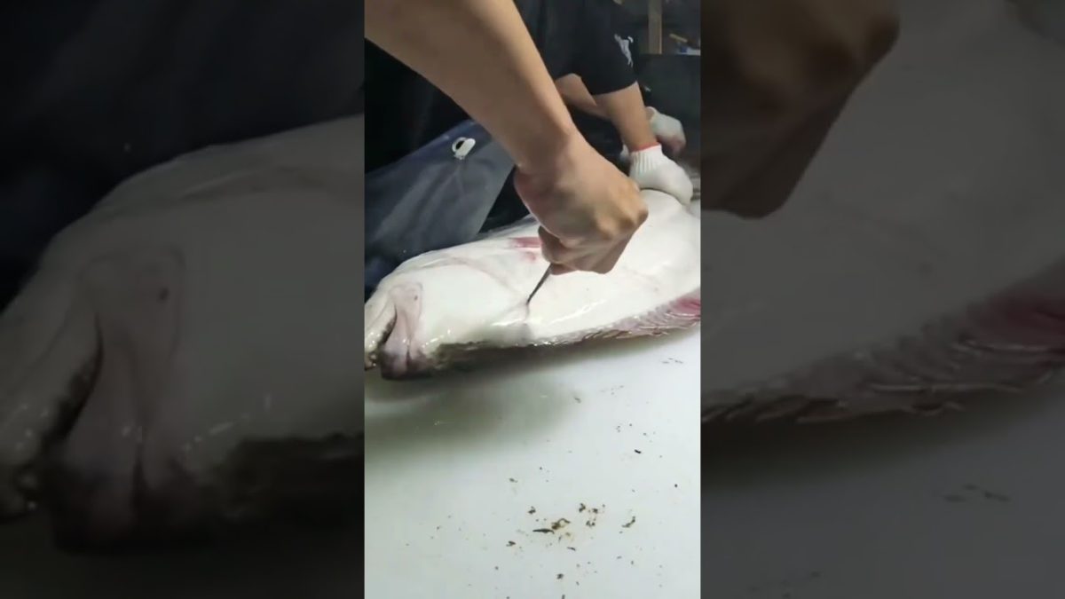Halibut 🐠 for Sashimi #recipe #fishing #seafoodprep #seafood #food #butcher #halibut #japanesefood