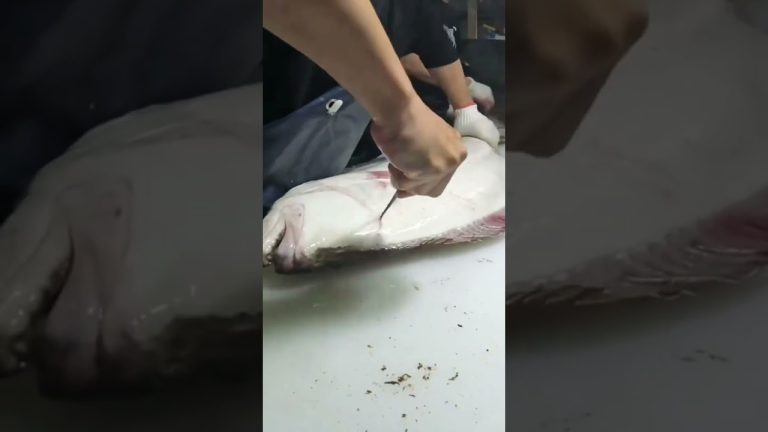 Halibut  🐠 for Sashimi #recipe #fishing #seafoodprep #seafood #food #butcher #halibut #japanesefood