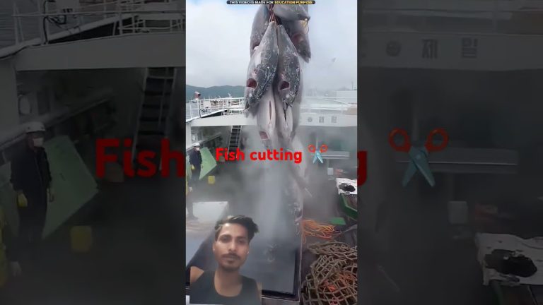 #fish #viralvideo #video #fishing #しまさかな #seafood #シギ #さかな #seafoodrecipes #food