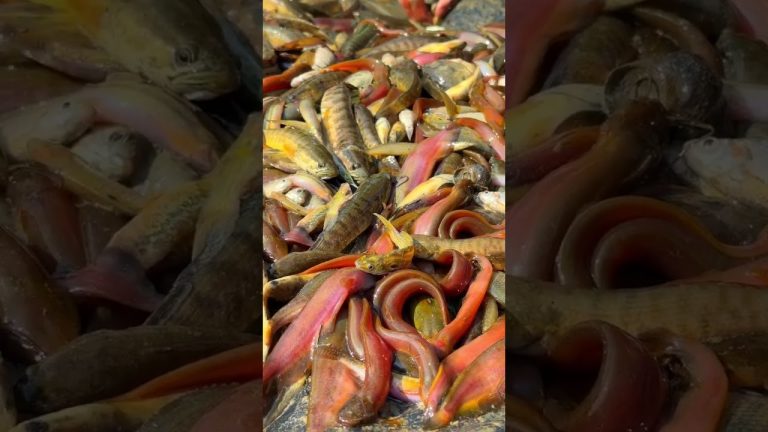 #fishing #rivercrab #seafood #bus #fish #seafoodrecipes #nature #love #shortvideo #song