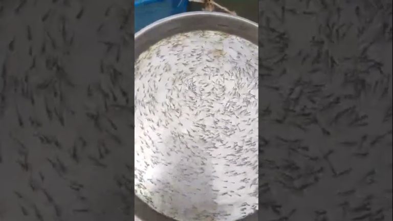 #facts #fillet #seafood #sunfish #motivation #seafoodrecipes #education #fish #upsc #fishrecipes