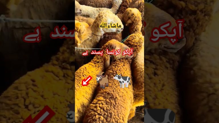 kon sa pasand hai apko #viralvideo #shortvideo #seafoodrecipes #facts #amazing