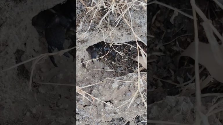 #food #nonvegworld #seafood #bestnonvegvido #seafoodrecipes #foodie #tasteofindia #fish #muttonrec