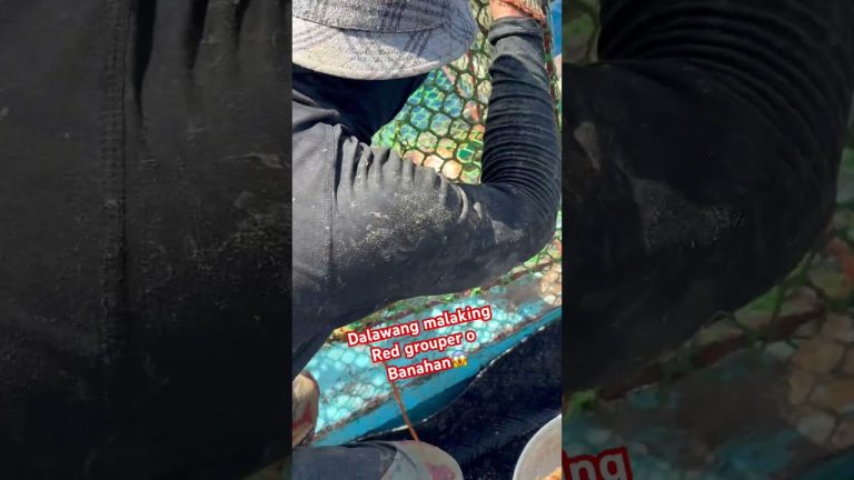 #fishing #rivercrab #seafood #catch #fish #beach #seafoodrecipes #carpfishing #seafoods #automobile