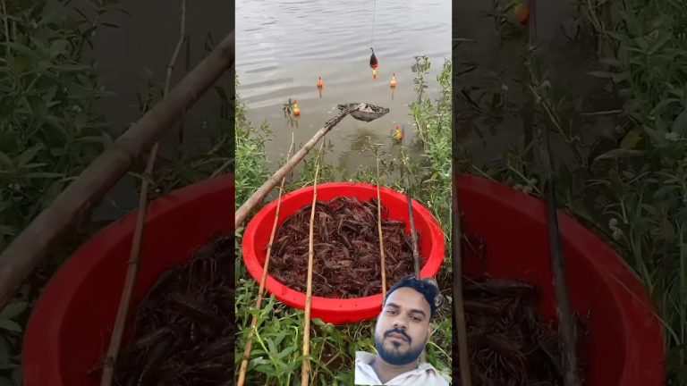 #satisfying #carp #fishing #food #fillet #seafood #chicken #sushilife #seafoodrecipes #birds