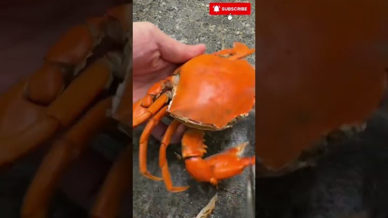 Crab 🦀 Recipe #seafoodprep #seafood #rivercrab #food #seafoodrecipes #butcher #fish #crab #crabs