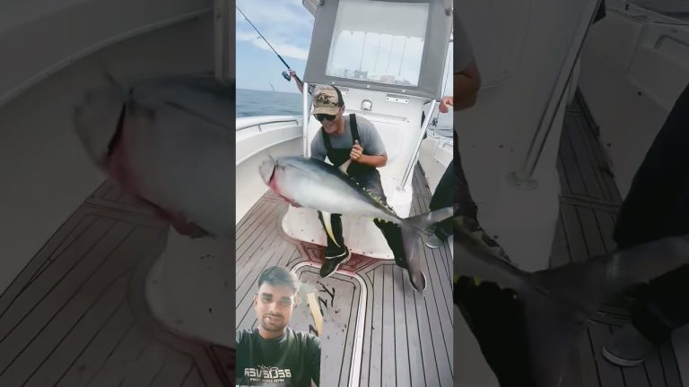 #fishing #automobile #fish #ocean #animals #rivercrab #seafood #shark #divng #seafoodrecipes