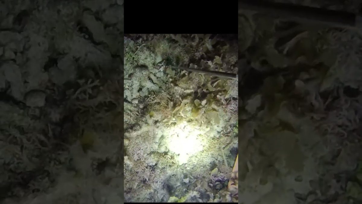NIGHT DIVE / danngit /RABBIT FISH #fishing #divng #seafood #nightdive #fish #seafoodrecipes