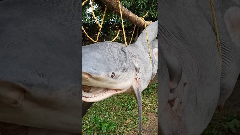 120 Kg Shark Fish Recipe 🦈🦈 #shorts #shark #seafood #cooking