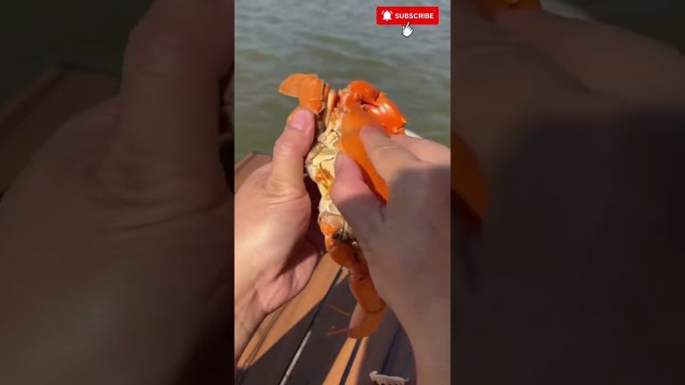 Crabs for Cooking 🦀 #recipe #rivercrab #seafood #seafoodprep #fish #food #fish #butcher