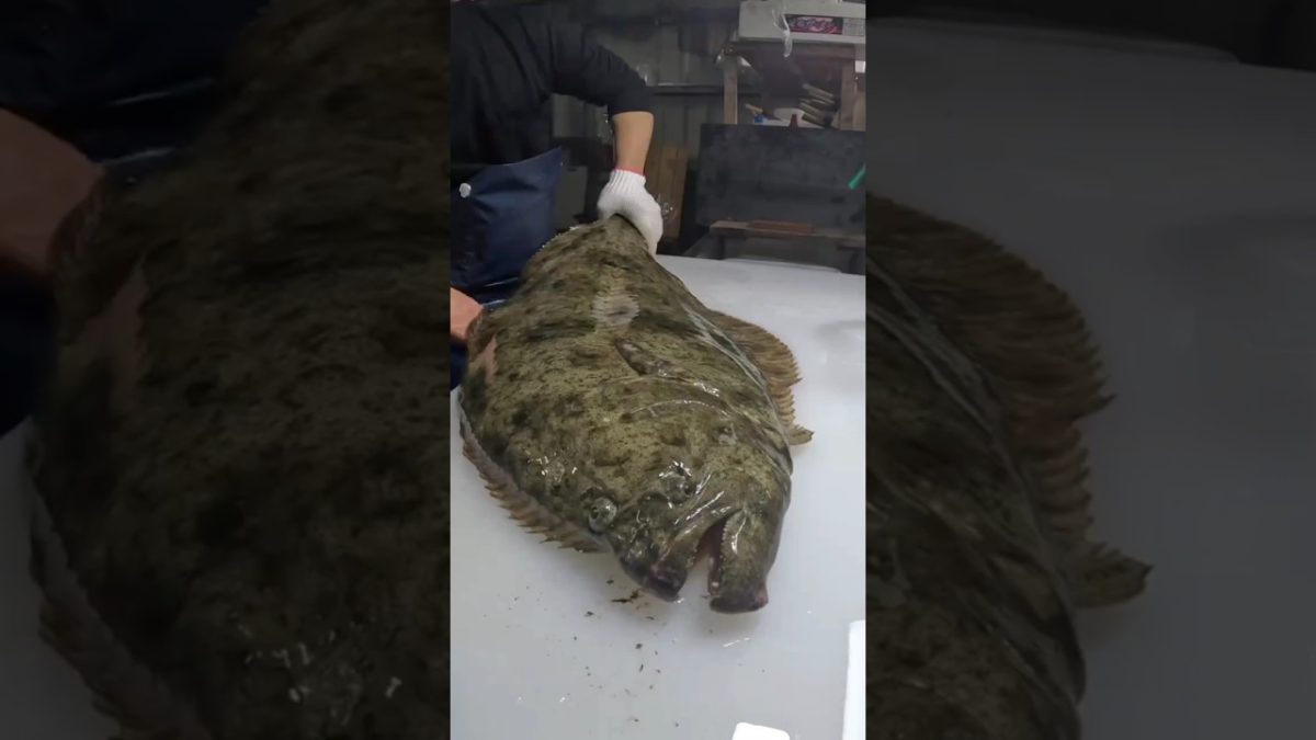 Best Skill Cutting Fish Giant Flounder #cuttingfishskills #seafoodrecipes #fillet #fishfillet #fyp