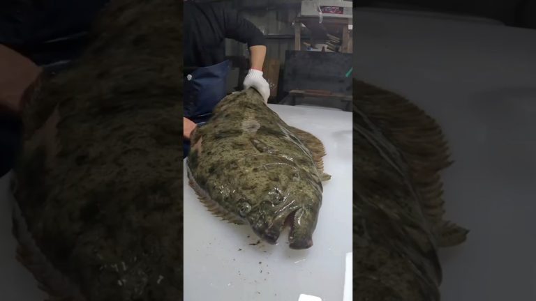 Best Skill Cutting Fish  Giant Flounder #cuttingfishskills #seafoodrecipes #fillet #fishfillet #fyp