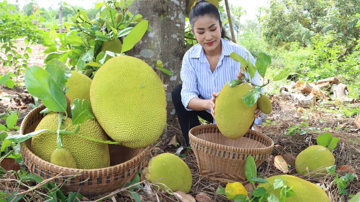 ''Jackfruit recipe'' I harvest jackfruit from backyard for my recipes – Cooking with Sreypov