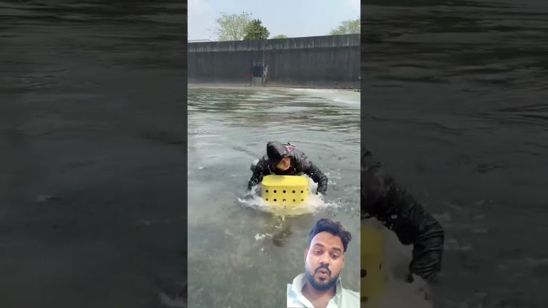 #food #fillet #seafood #sushilife #fish #fishcutting #seafoods #chicken #seafoodrecipes #vlog