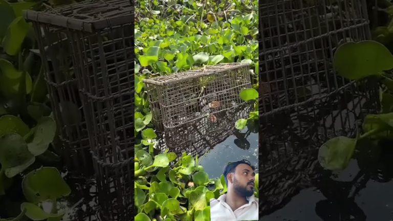 #fishing #carp #animals #fillet #seafood #sushilife #fish #food #meatmarket #seafoodrecipes