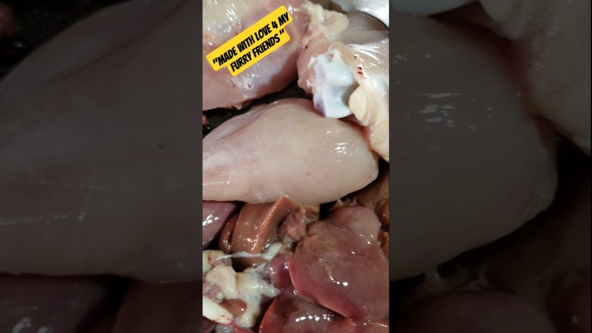Chicken & rice recipe || homemade cat food #recipe #trending #shorts #ytshorts