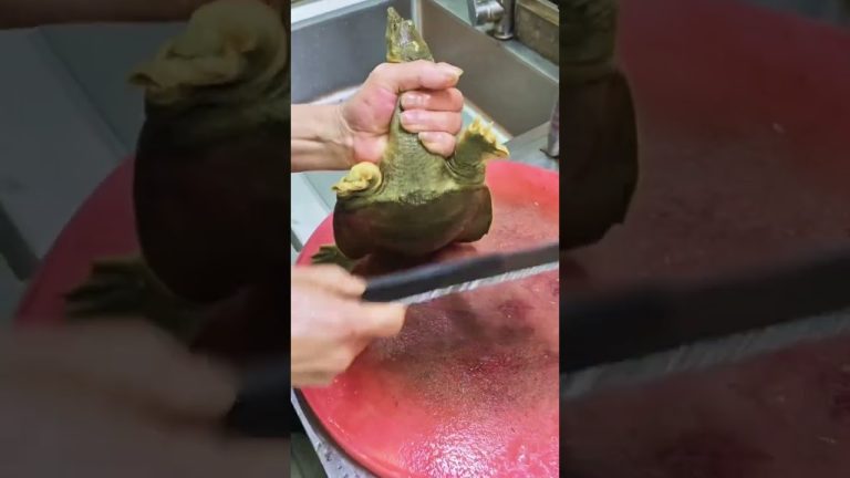 Turtle 🐢 Butchering #recipe #seafood #seafoodprep #fish #food #butcher #lobster #turtle