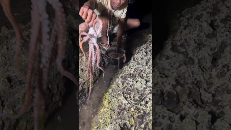 Red Octopus Catching Tips | How to Hunt & Harvest Fresh Seafood for Cooking 🐙