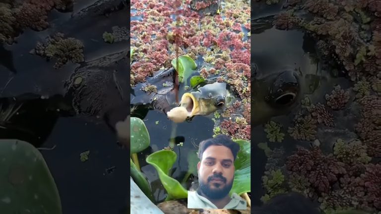 #carp #fishing #sushilife #seafood #fillet #fish #travel #seafoods #vlog #seafoodrecipes